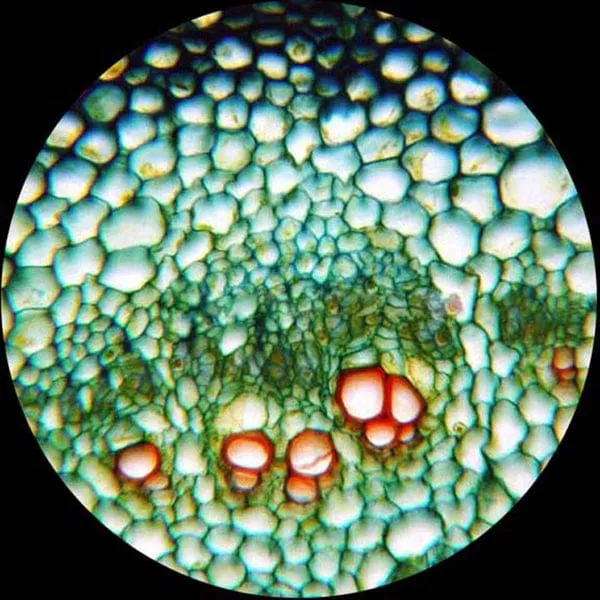 AmScope M500 Series Student Biological Monocular Compound Microscope 40X-2000X Magnification with Mechanical Stage and USB Digital Eyepiece Camera