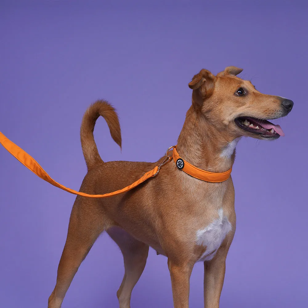 Dear Pet Classic Mustard Dog Collar