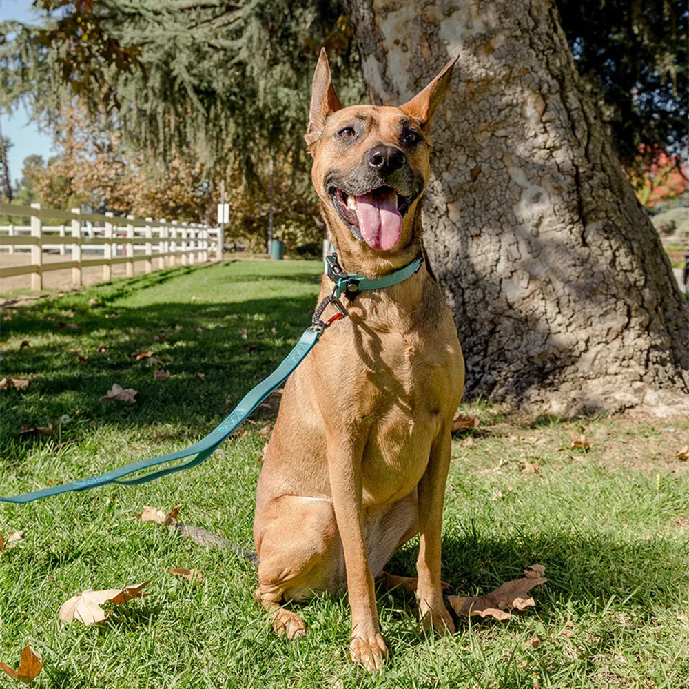 Locking Martingale Collar