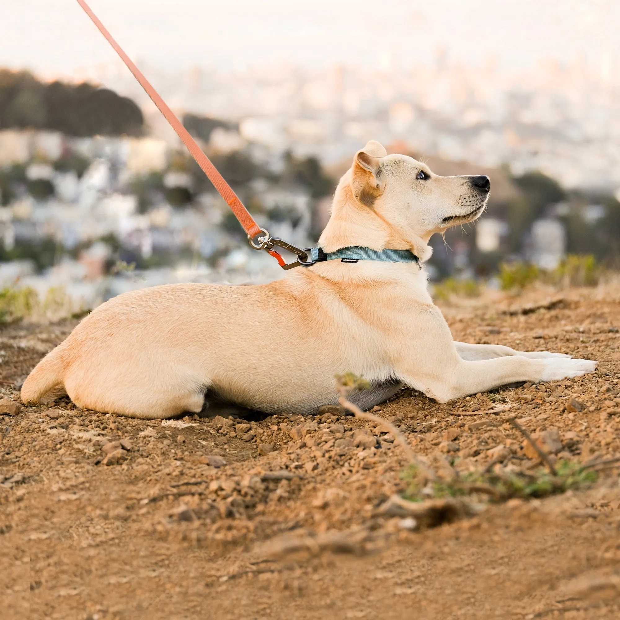 Locking Martingale Collar