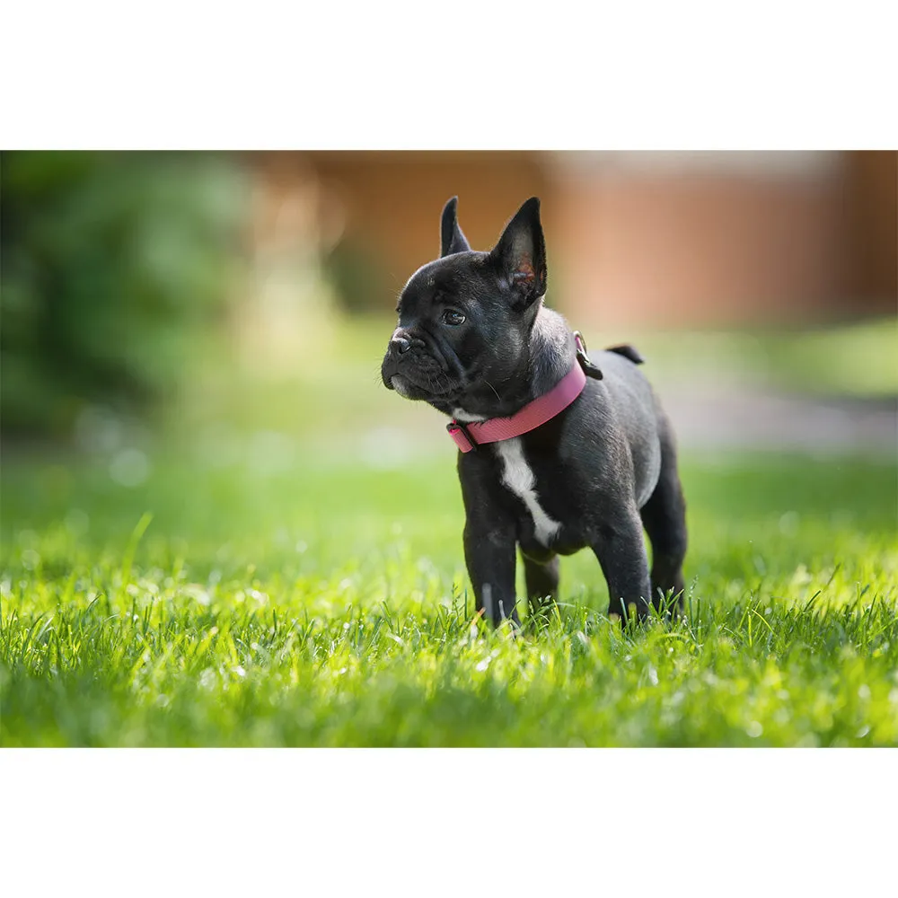 Locking Martingale Collar