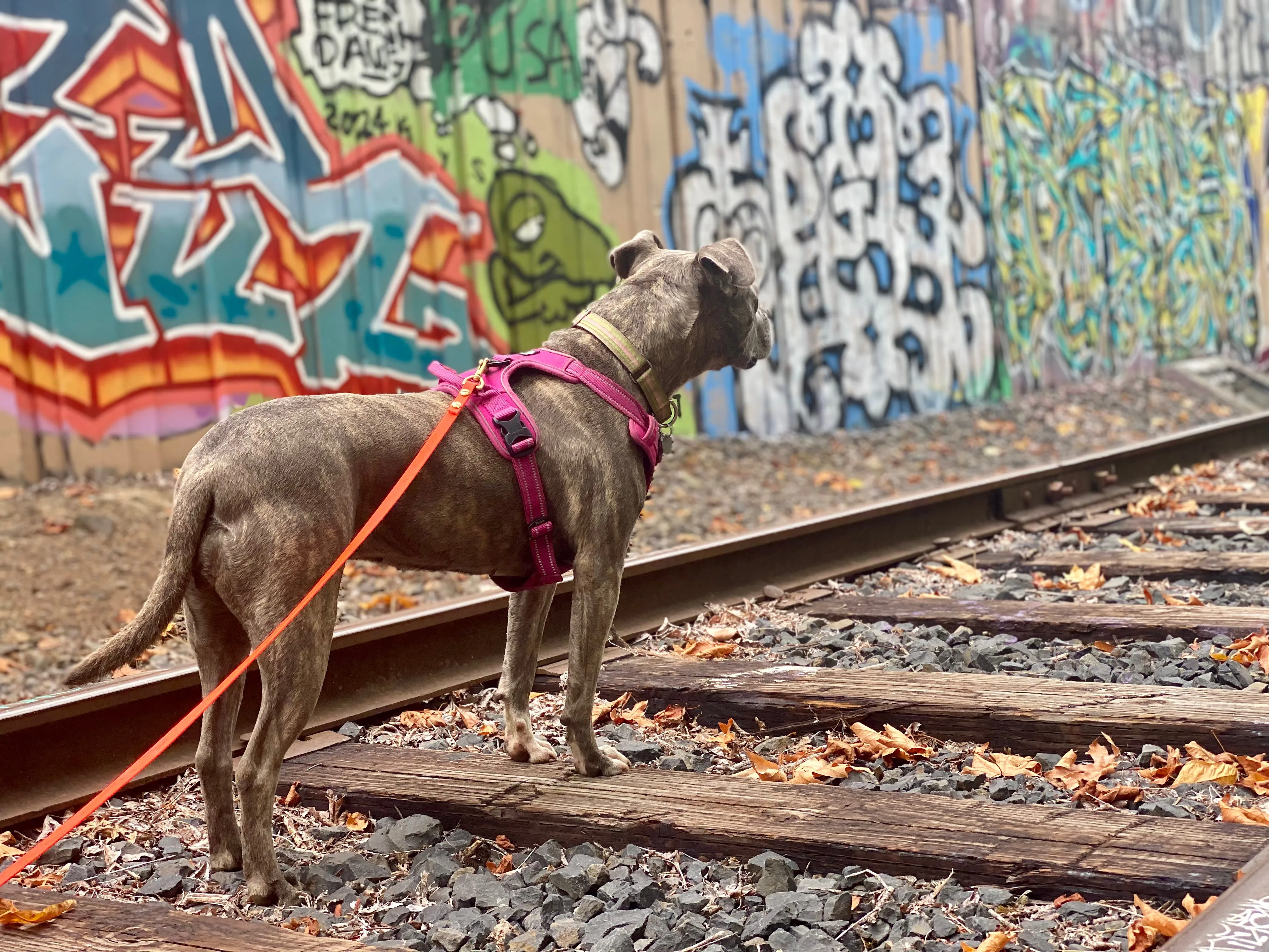Long Line or Leash Extension or Drag Line