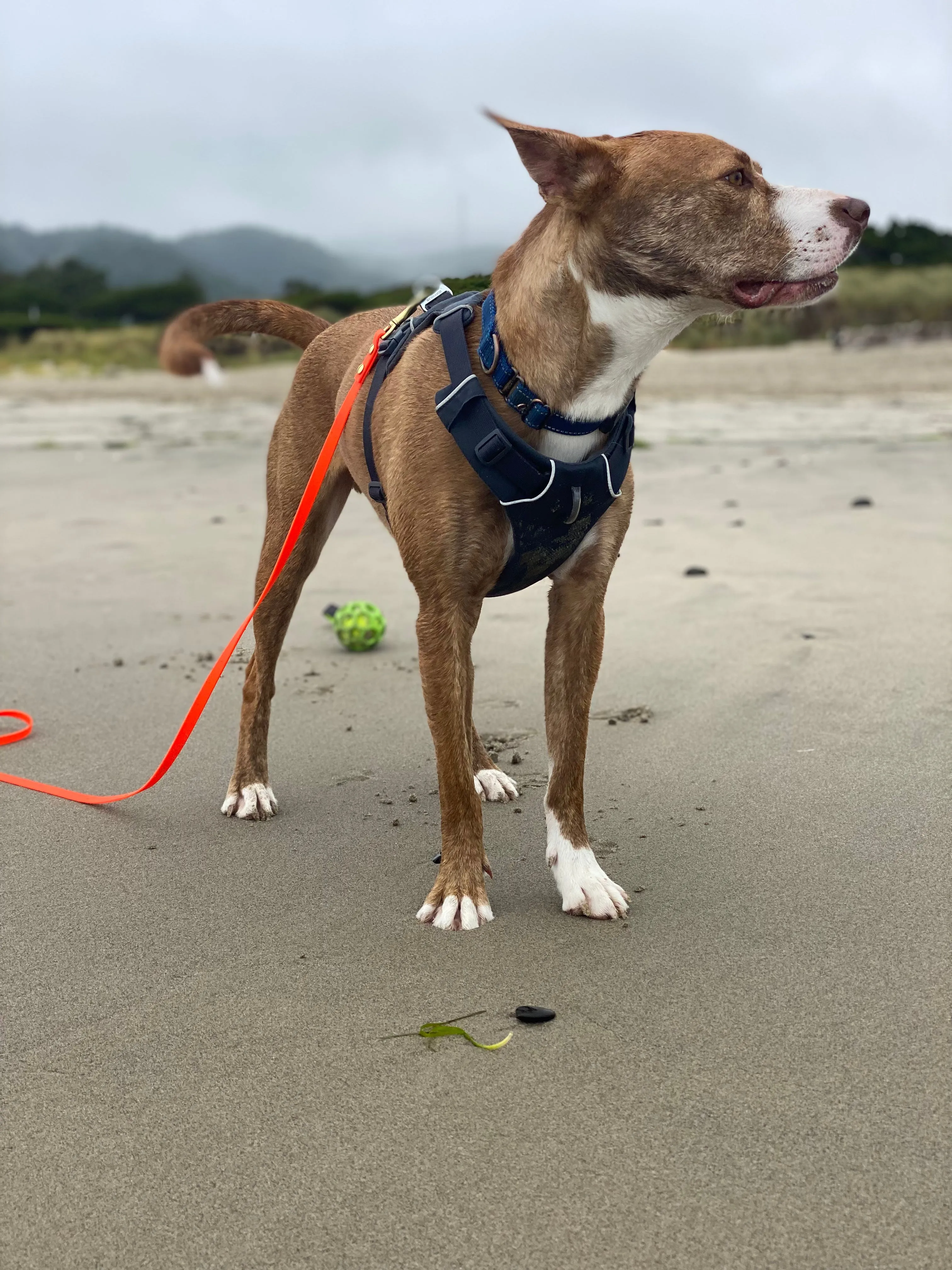 Long Line or Leash Extension or Drag Line