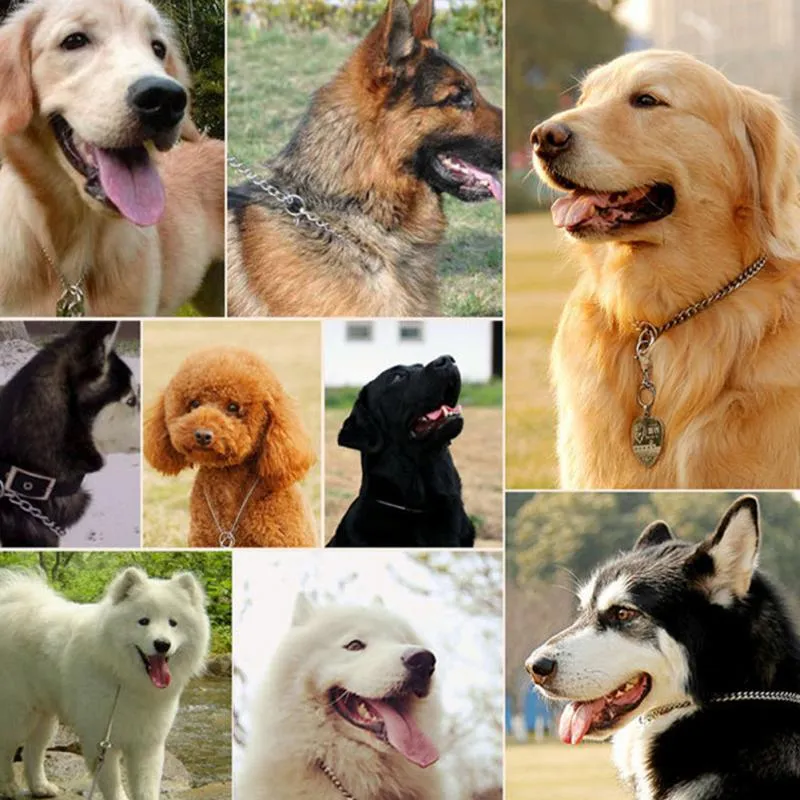 Metal Stainless Steel Chain Dog Collar Double Row Chrome Plated Training Show Collar Adjustable Safety Control