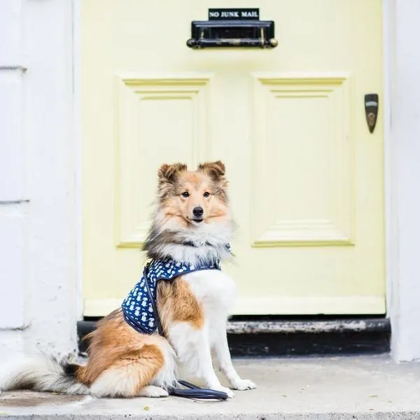 Navy Signature Print Luxury Dog Harness